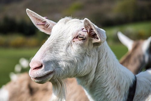 Chuckling Goat atmospheric photo