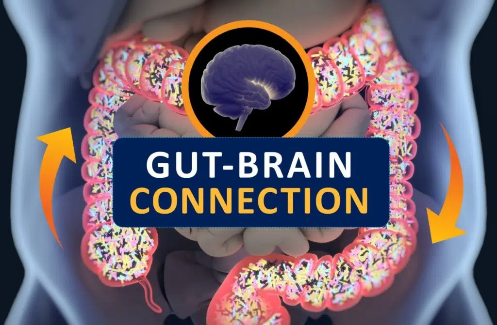 How is your gut connected to your brain?