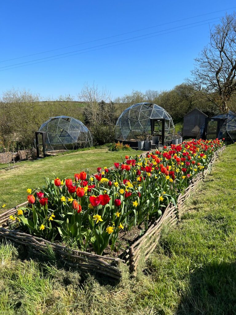 Magic Garden Diaries: Tulips and Toad Spawn