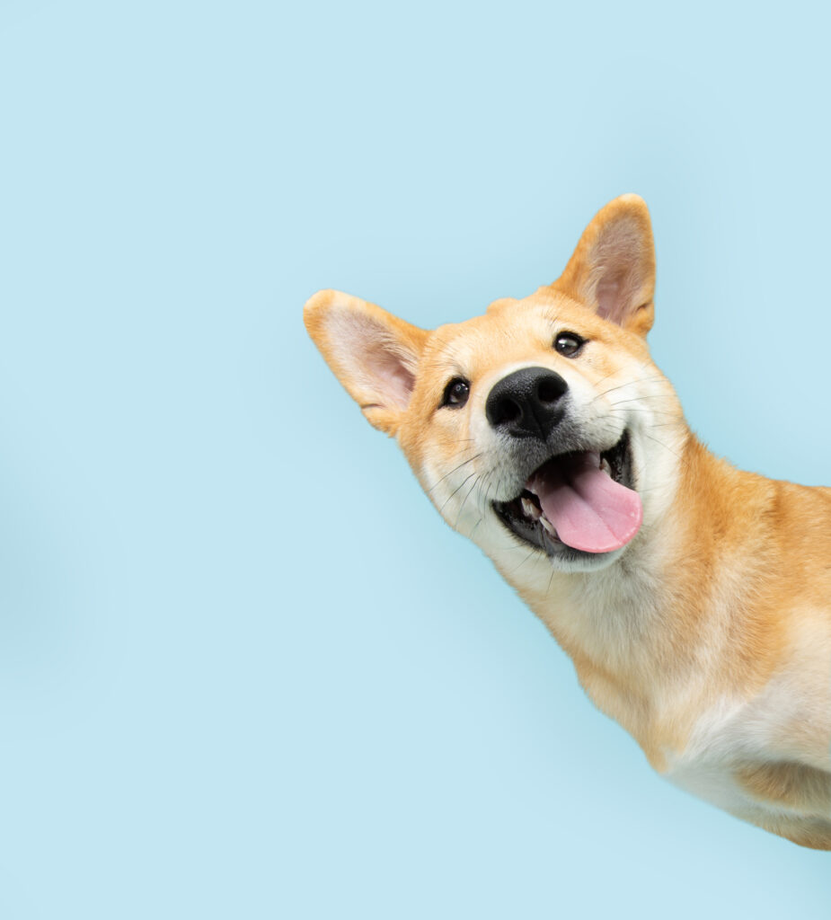 Happy tummies = happy tails: the power of probiotics for pets!