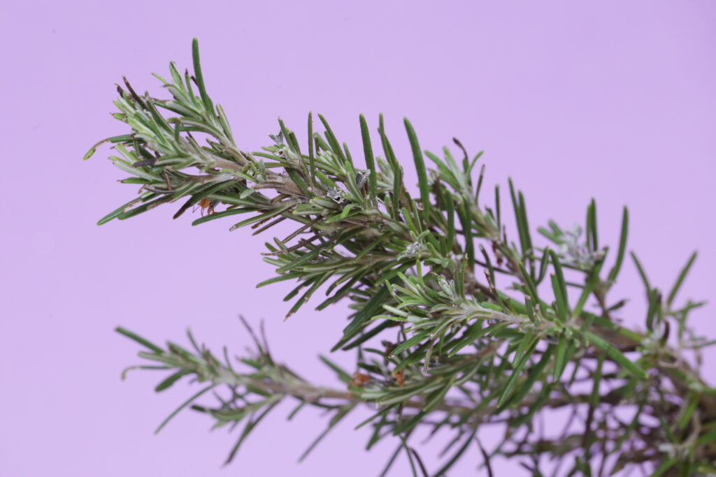 5 ways rosemary can support your health and wellbeing